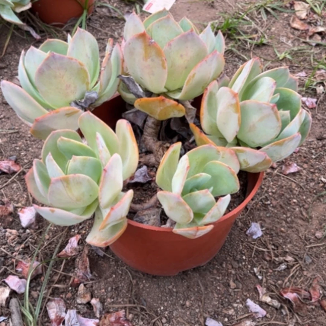 【闪购商品】拾****）白凤