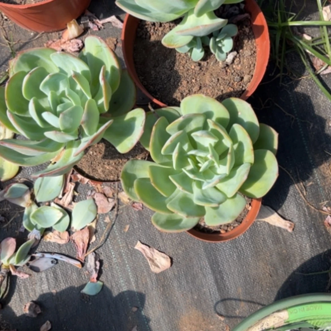 【闪购商品】?**?白凤