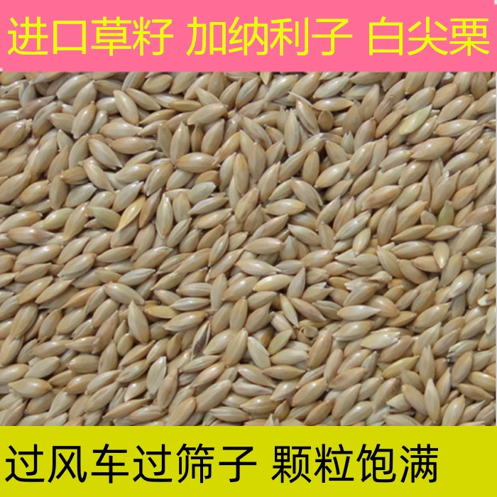鸟食鸟粮白尖粟专用进口加纳利子玉鸟芙蓉鸟金青丝雀大金黄鹦鹉