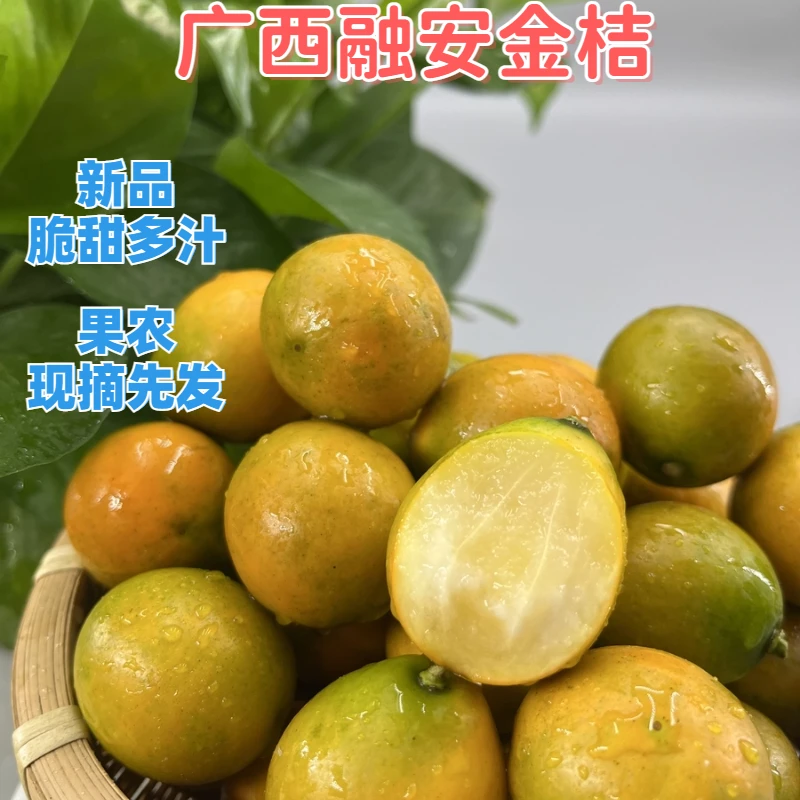 王媒婆专属【二代金桔1.5斤混搭礼盒】广西金桔小黄菊融安金桔混搭