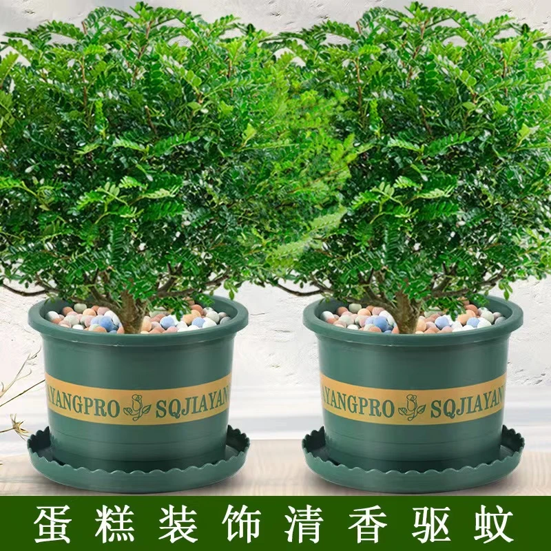【驱蚊虫】净化空气清香胡椒木盆栽室内花卉除甲醛绿植提神花木植物