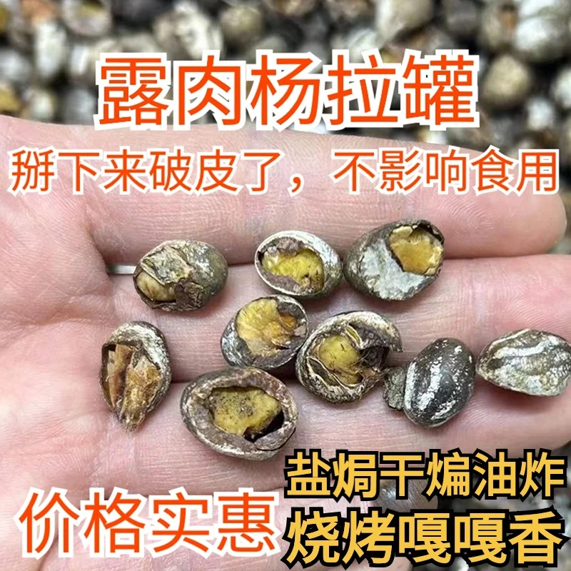 【露肉】杨拉罐 破皮杨拉罐新货50g起