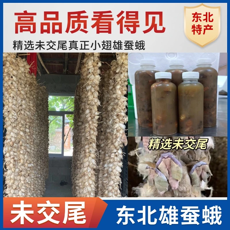 东北未交尾雄蚕蛾小翅童子蛾10只50只
