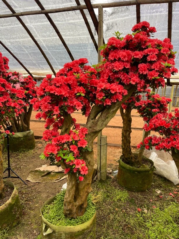 杜鹃花夹竹桃丹东红枝条(三两)耐寒耐热山蚂蟥紫薇树