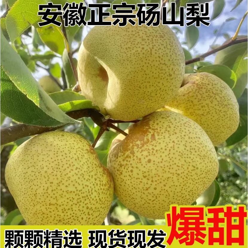 安徽正宗砀山梨砀山酥梨自家果园原产地发出现摘现发脆甜多汁应季