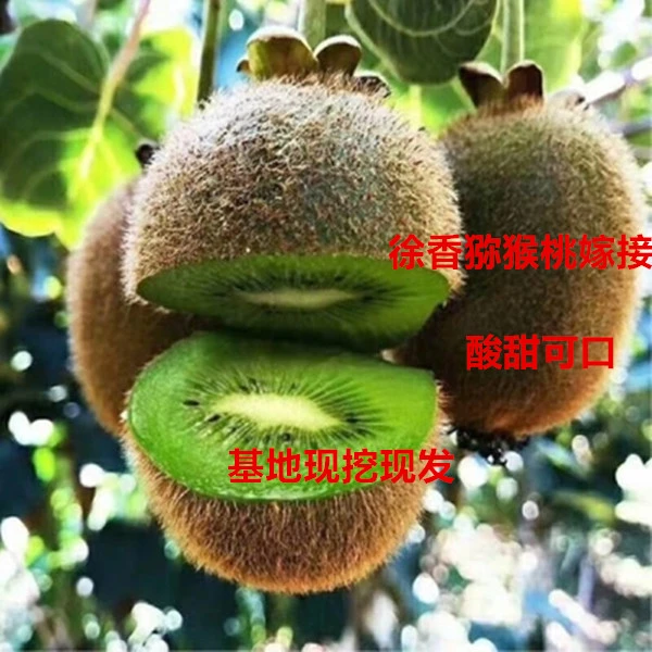 徐香猕猴桃嫁接苗南北方栽种