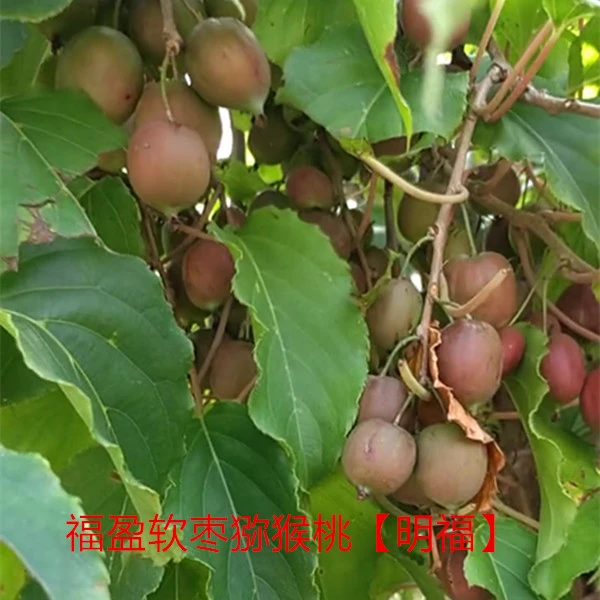 明福软枣猕猴桃嫁接苗爬藤果树南北品种地栽