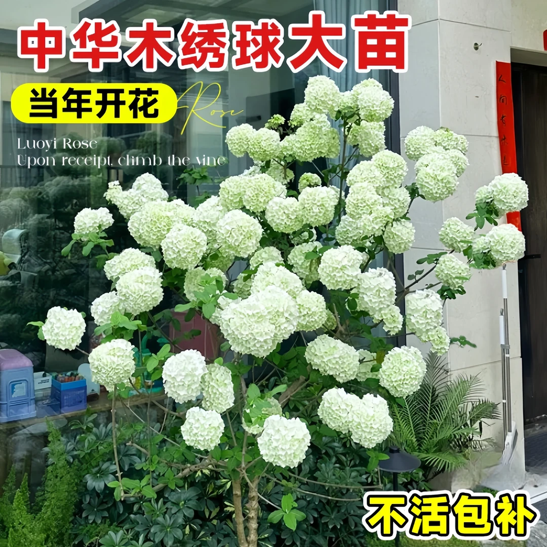 中华木绣球花苗正宗大花斗球室内外庭院盆栽地栽耐寒花卉全国可种