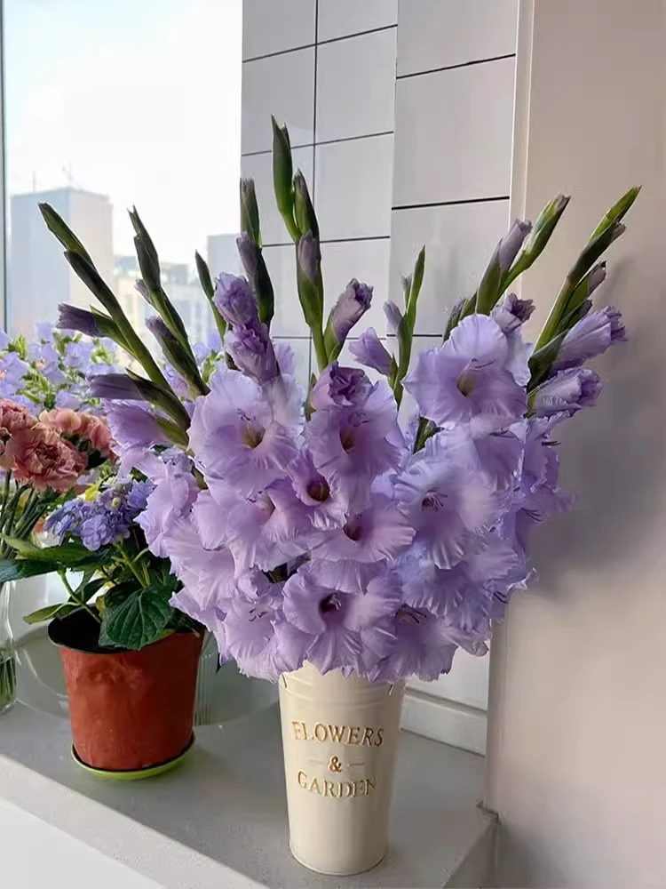 剑兰种球大花浓香型唐菖蒲四季易种盆栽地栽耐寒球根植物客厅室外
