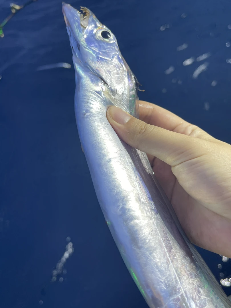 【开播】7-8两/条 正宗舟山新鲜小眼睛带鱼 整条带鱼可蒸煮 到手5条