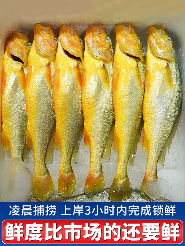 【双11特价】舟山东极岛大黄鱼 刺少肉多蒜瓣肉清蒸鲜美聚餐婚宴