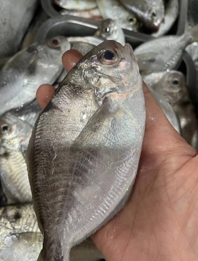 广东汕尾 本港纯野生南鲳鱼 肉鲳鱼 直接香煎 鱼味超浓