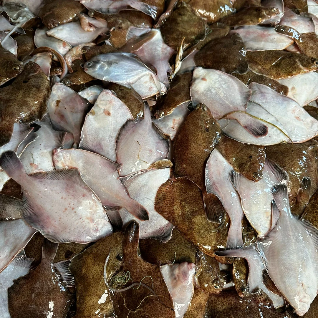 鼓眼鱼高眼鱼山东日照发货