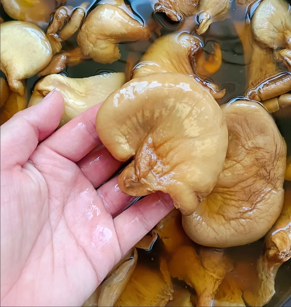 东北纯野生元蘑干货一斤包邮
