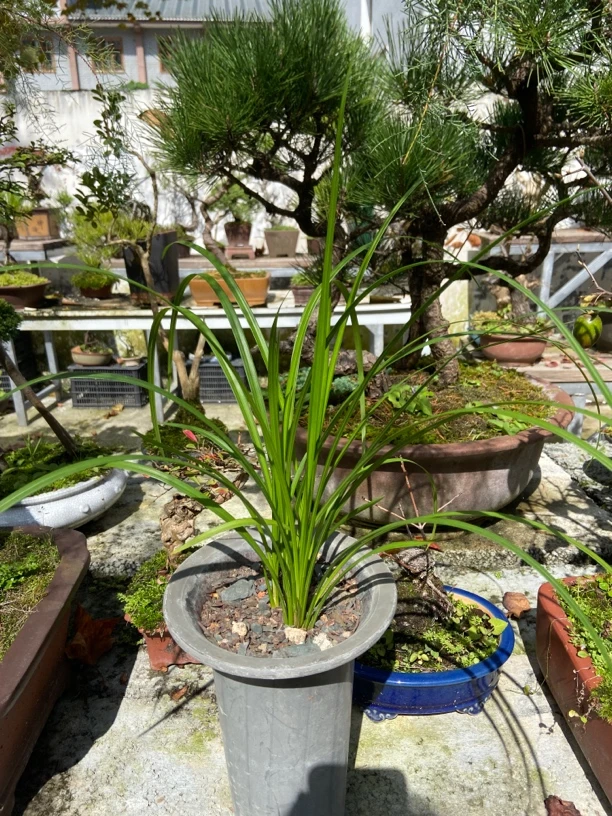 兰花盆景一号链接