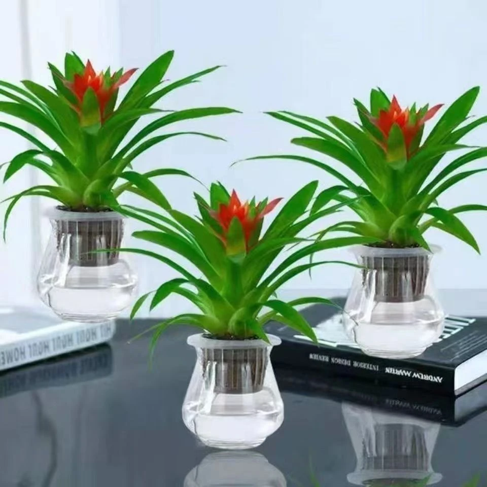 鸿运当头盆栽室内四季好养水培植物桌摆净化空气吸甲醛好养花卉