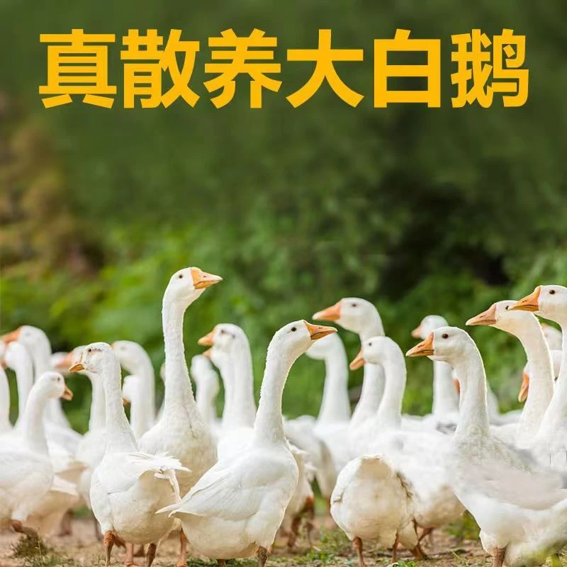 农村散养笨大鹅...