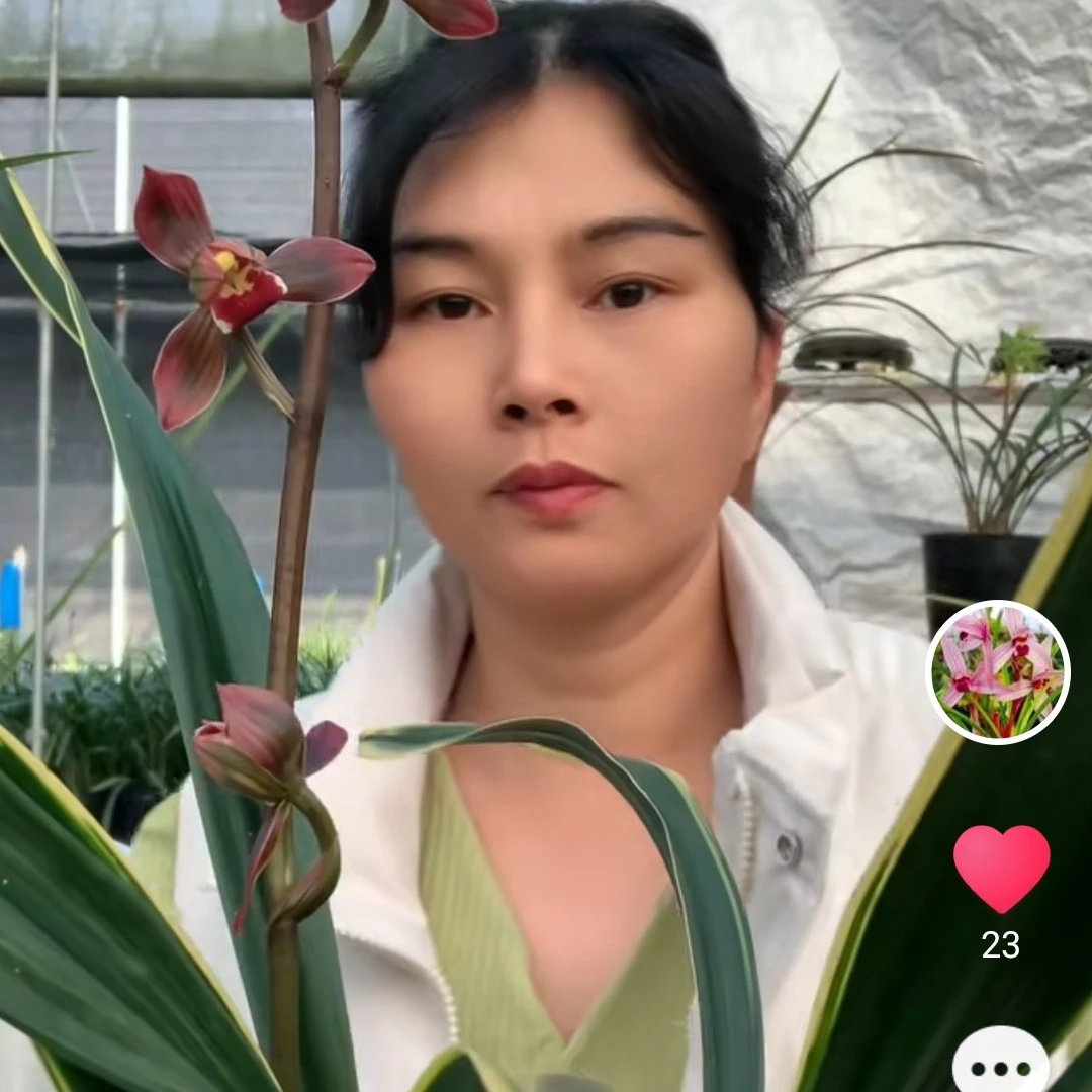 老种东方红神荷 科技苗东方红神荷 慎拍科技不售后 老种有售后