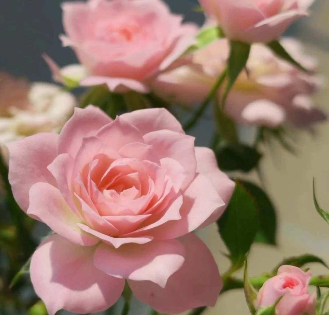 微月微型粉荷变盆口直径八公分扦插小苗四季常开爆花勤花阳台室外