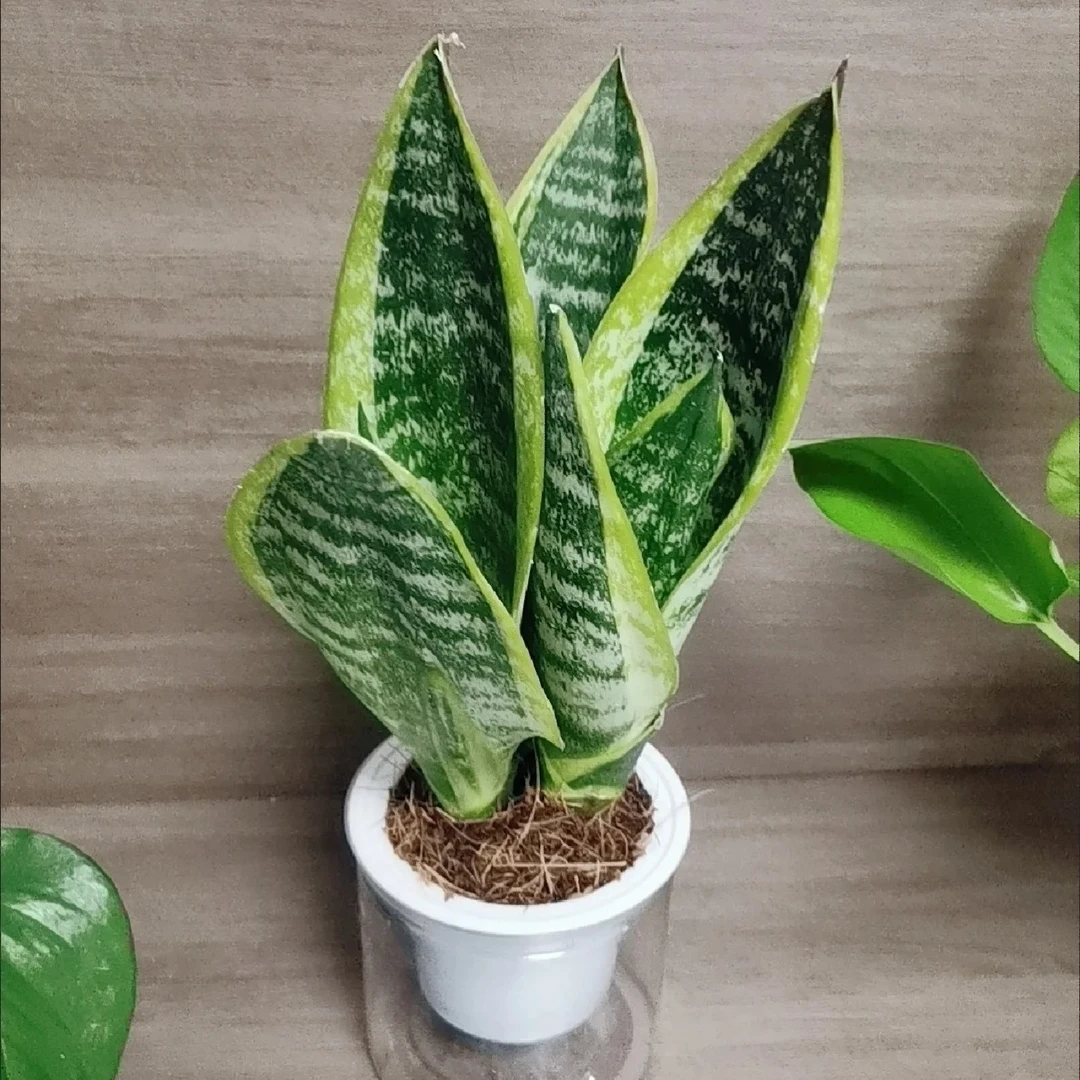 《虎尾兰》水陪西藏各地区发货