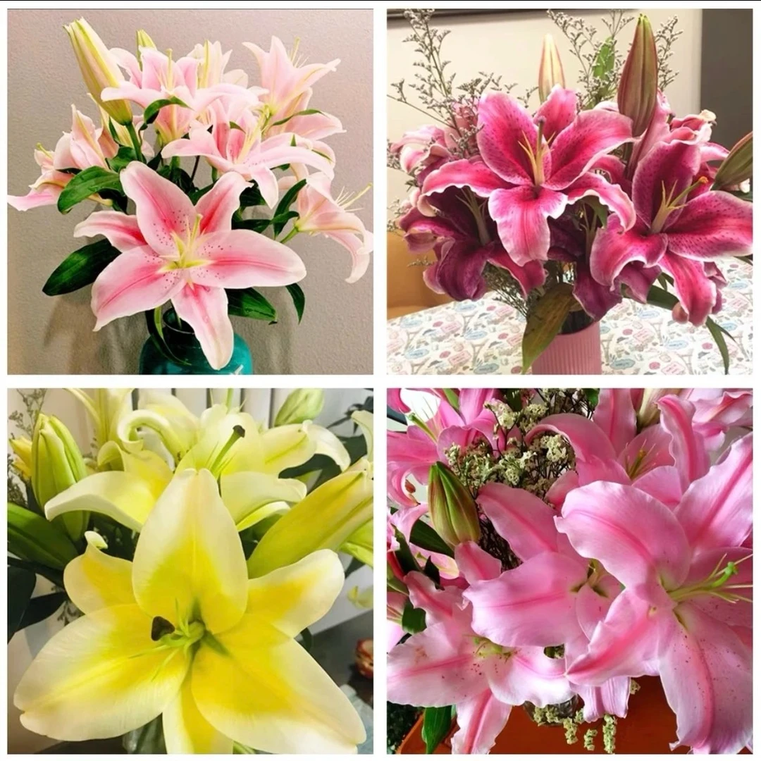 香水百合花苞/花苞/
