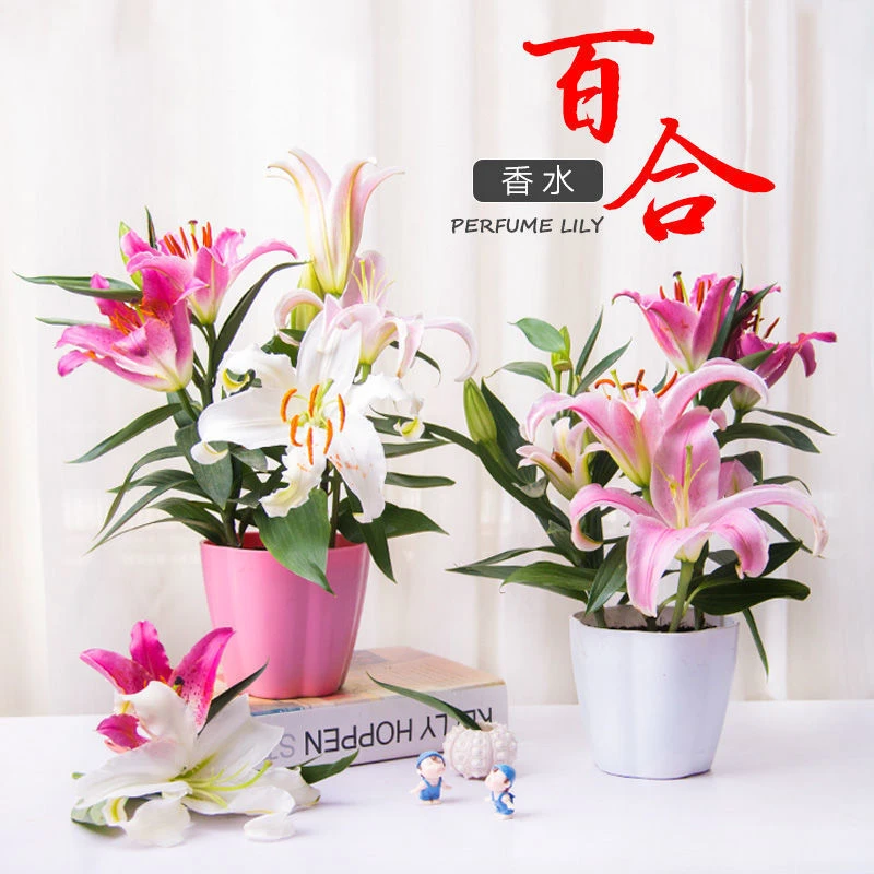 《香水百合》盆栽西藏各地区发货