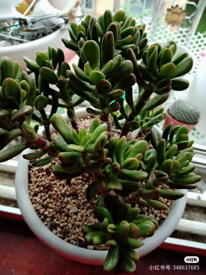 《招财树》西藏各地区发货