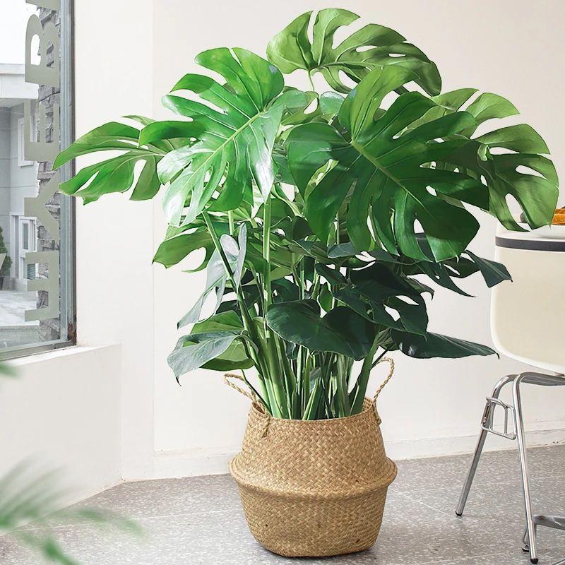 龟背竹北欧大型盆栽网红植物室内客厅室内植物好养活的绿植