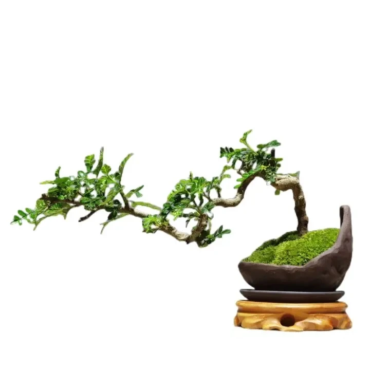 【小施专属商品】盆栽绿植，园艺花卉素材直播一物一拍