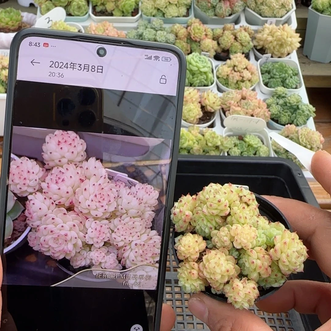 【闪购商品】1020-20（fm-69）