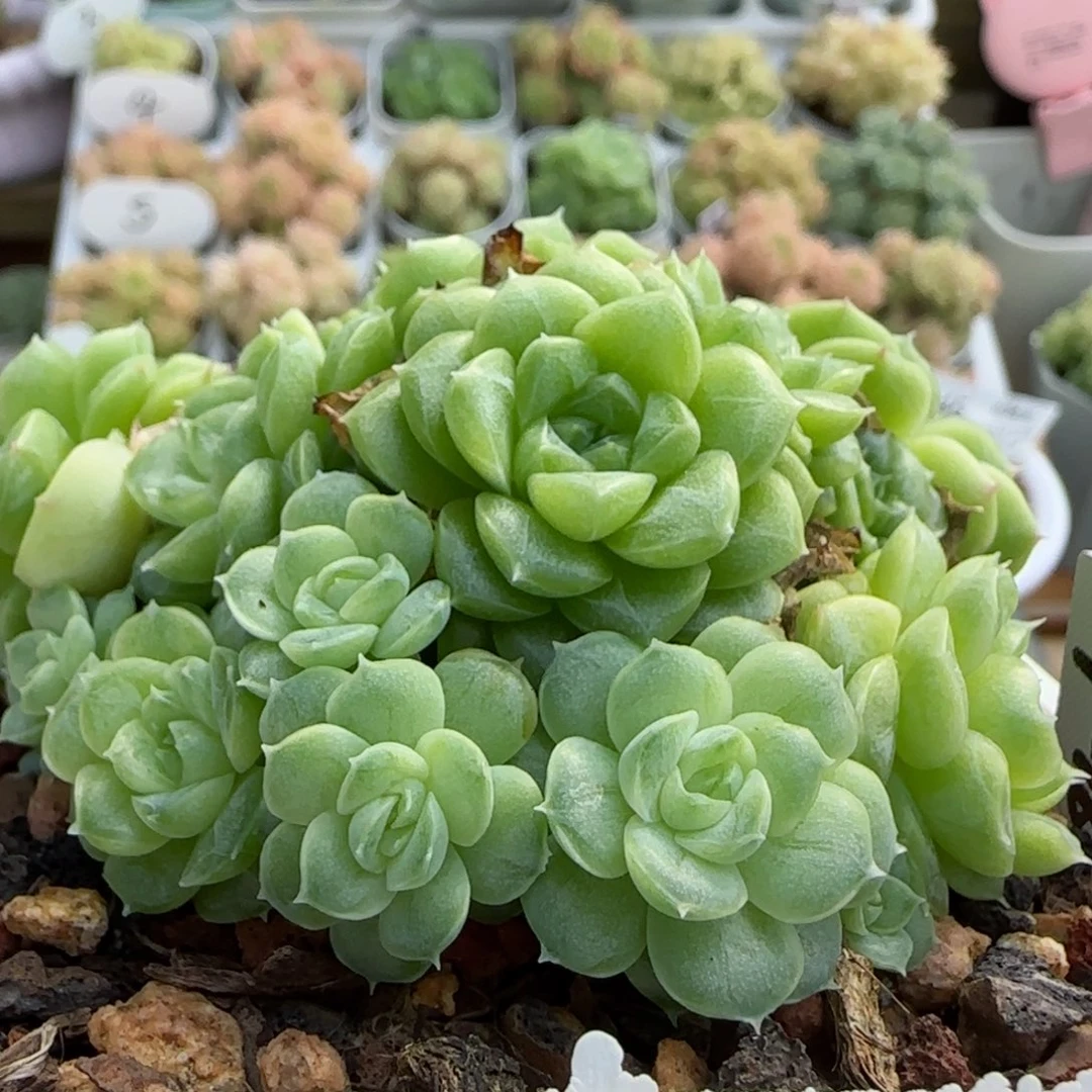 [闪购商品]1018-46（ttp-16-2）