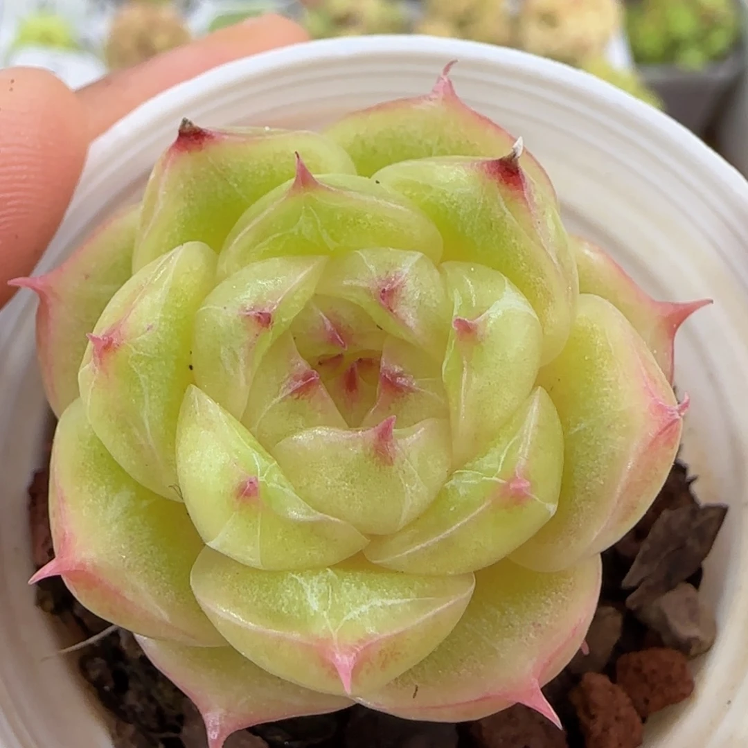 【闪购商品】1007-77包子麦杆