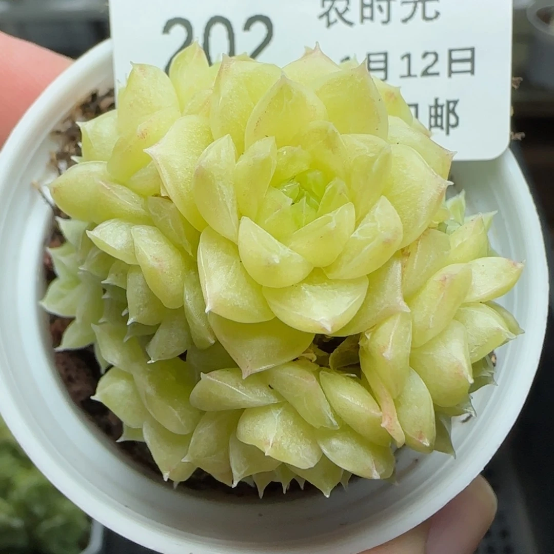 1112-202珠光麦秆