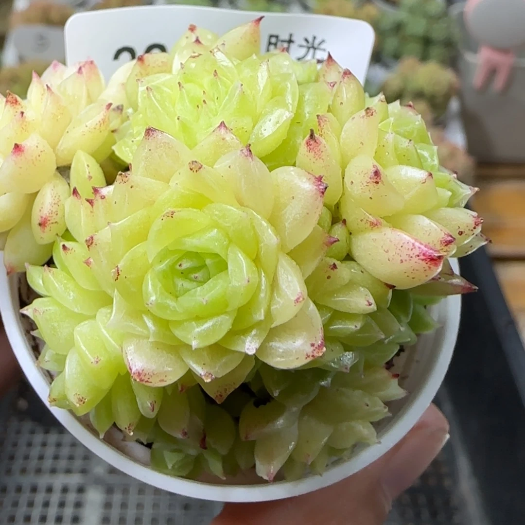 【闪购商品】1016-223珠光麦杆