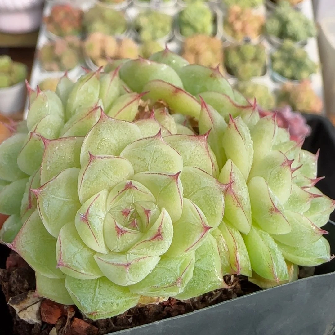 维*【闪购商品】1103-125边线女王