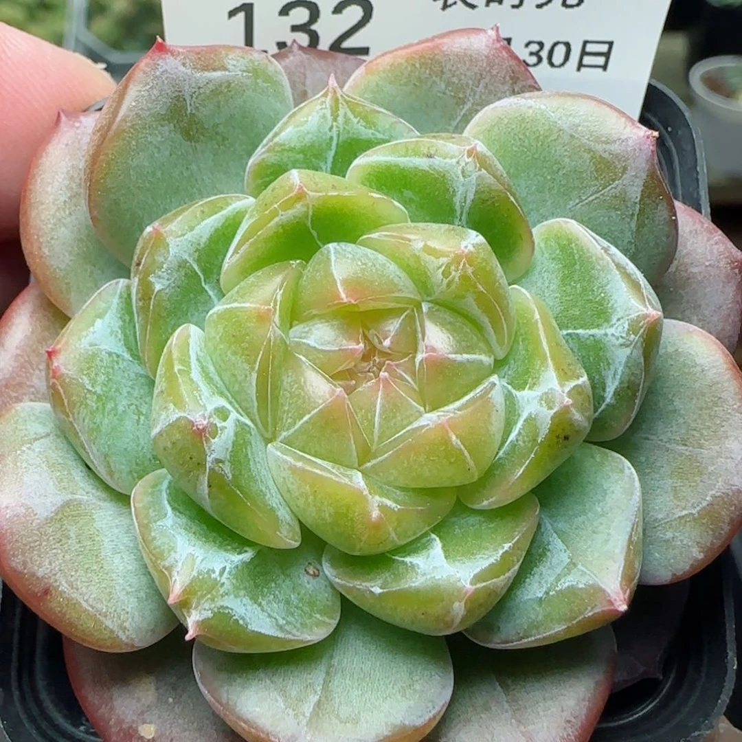 1030-132钻石珍妮
