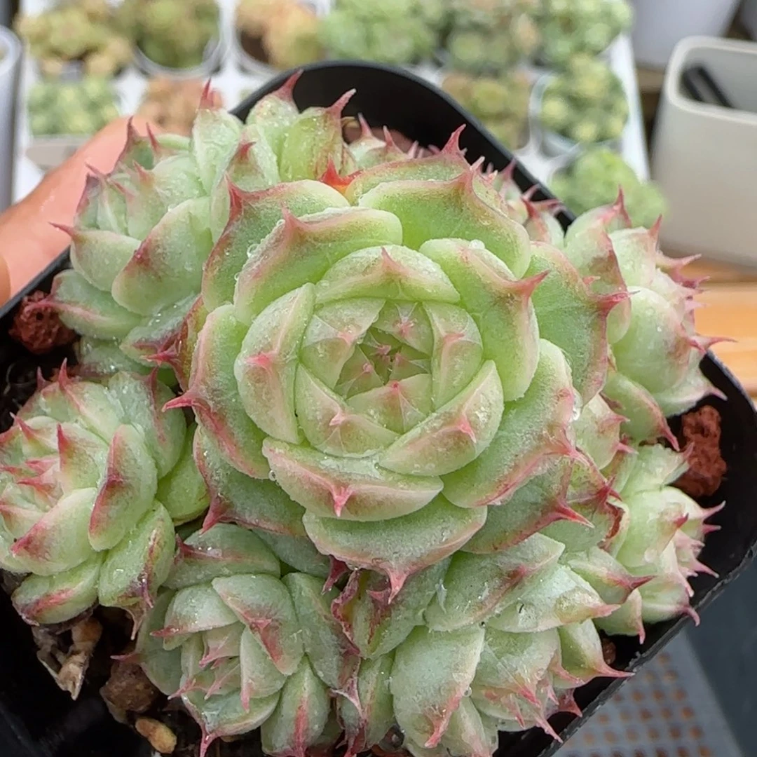 【闪购商品】1112-43圆脸海王