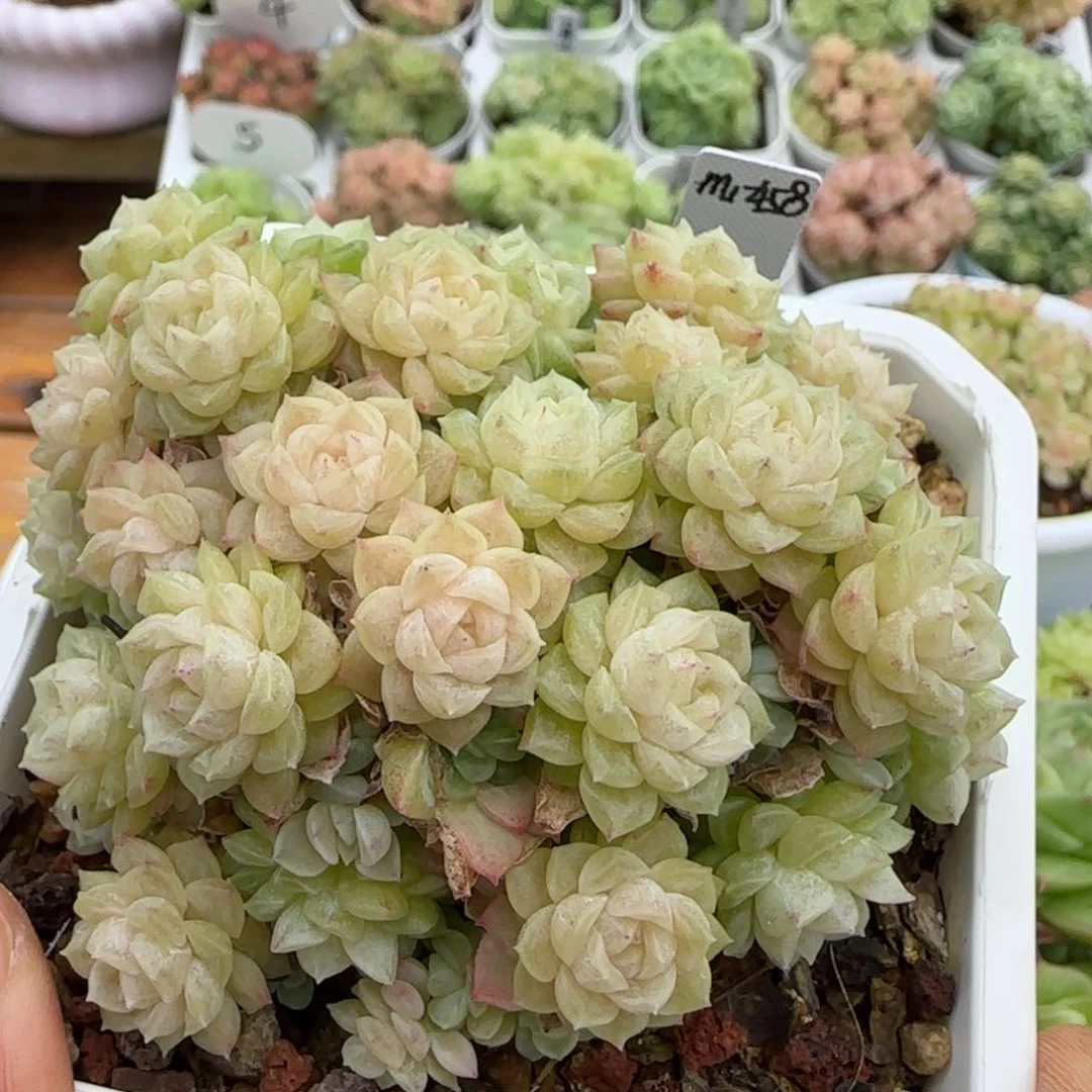 【闪购商品】1102-23（m1-458）