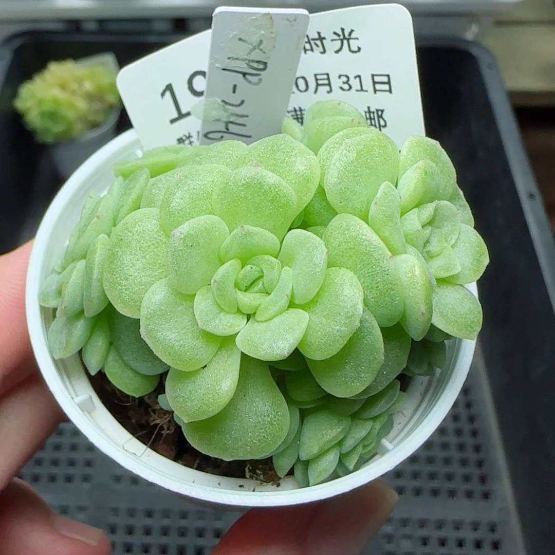 1031-193（XPP-246）