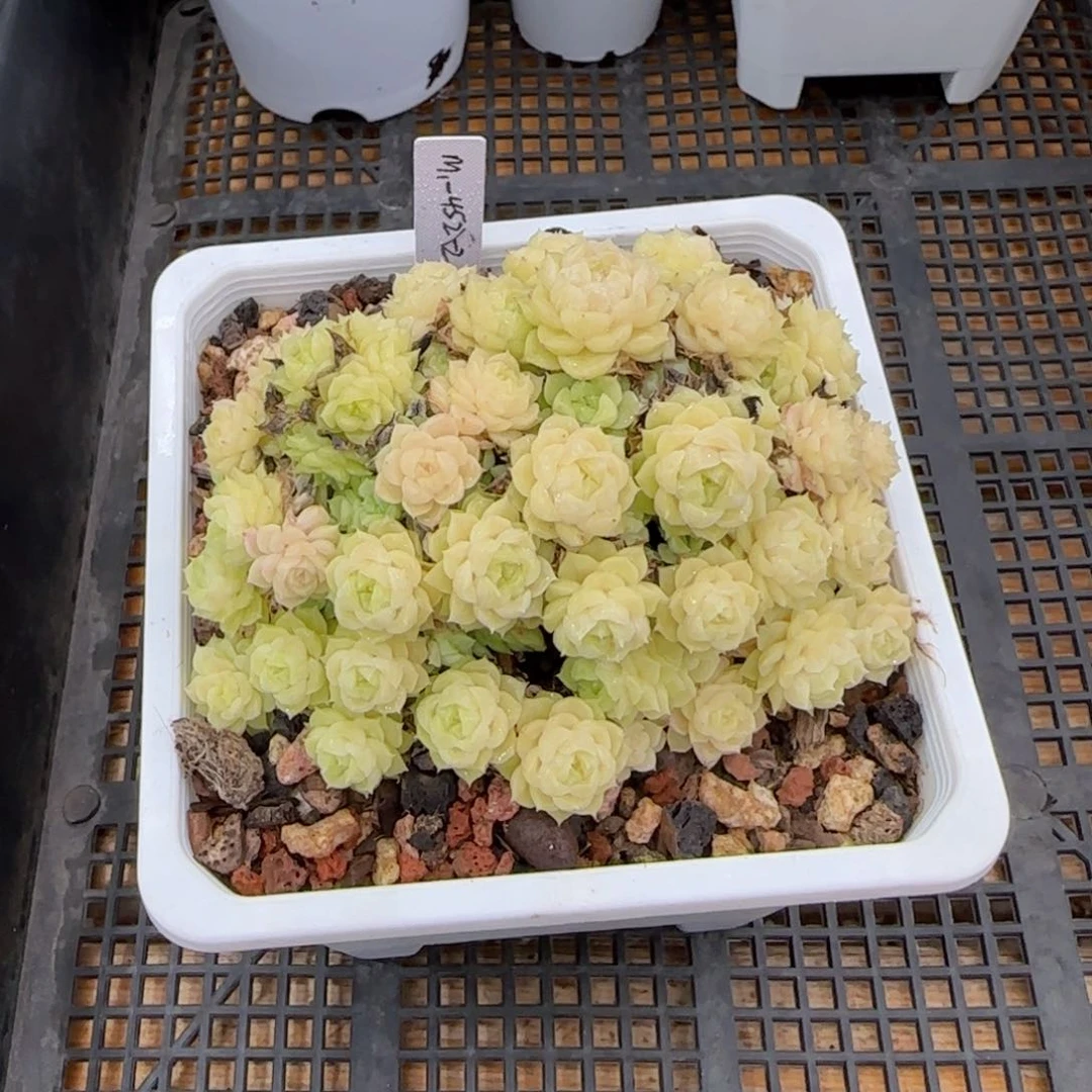 【闪购商品】1008-21（m1-452-2）