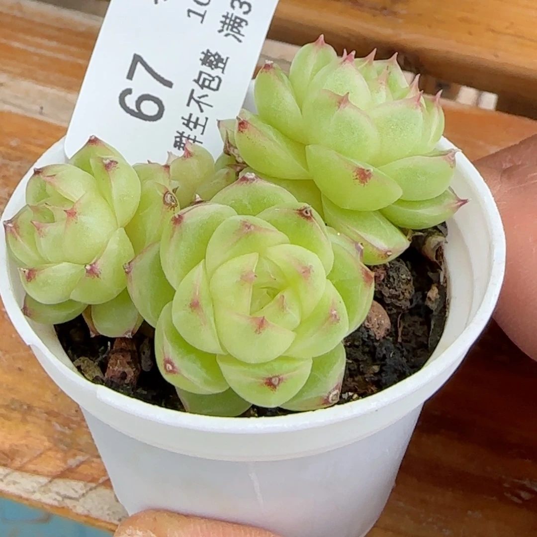 嘟*S【闪购商品】1020-67包子麦杆