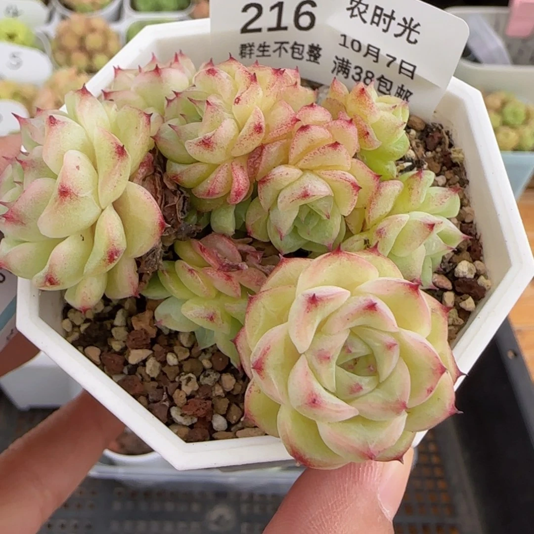 【闪购商品】1007-216小魔仙