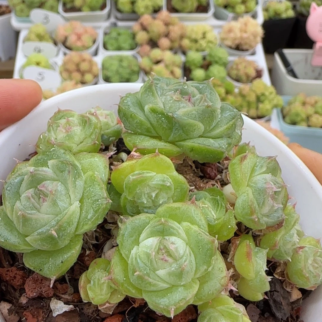 【闪购商品】1008-38山茶花麦杆