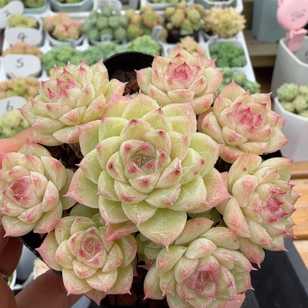 [闪购商品]1021-8女王-62