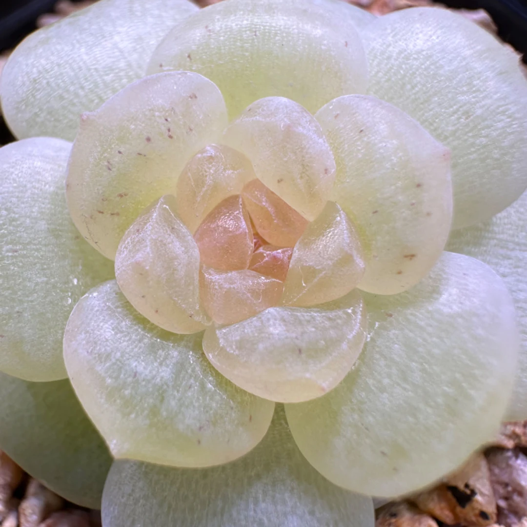 花陌派 编号31-35多肉植物 一物一拍 讲解请点封面图