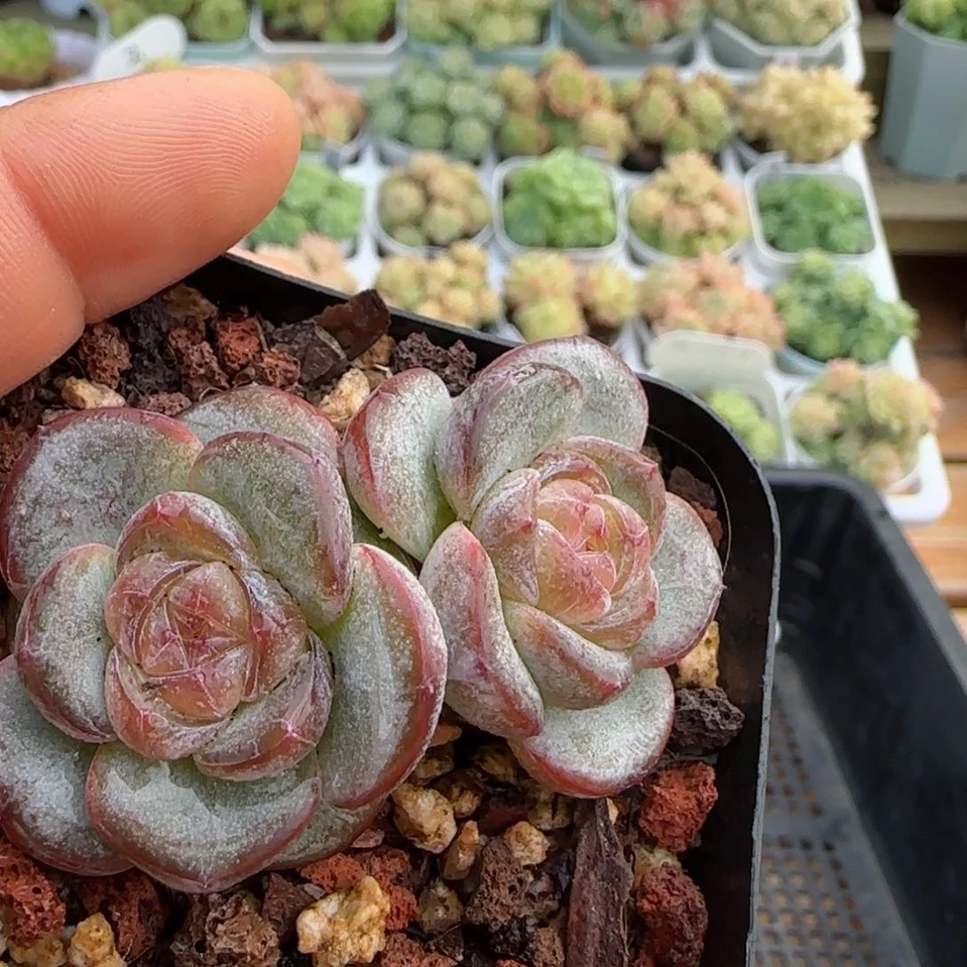 【闪购商品】1020-6星星珍妮