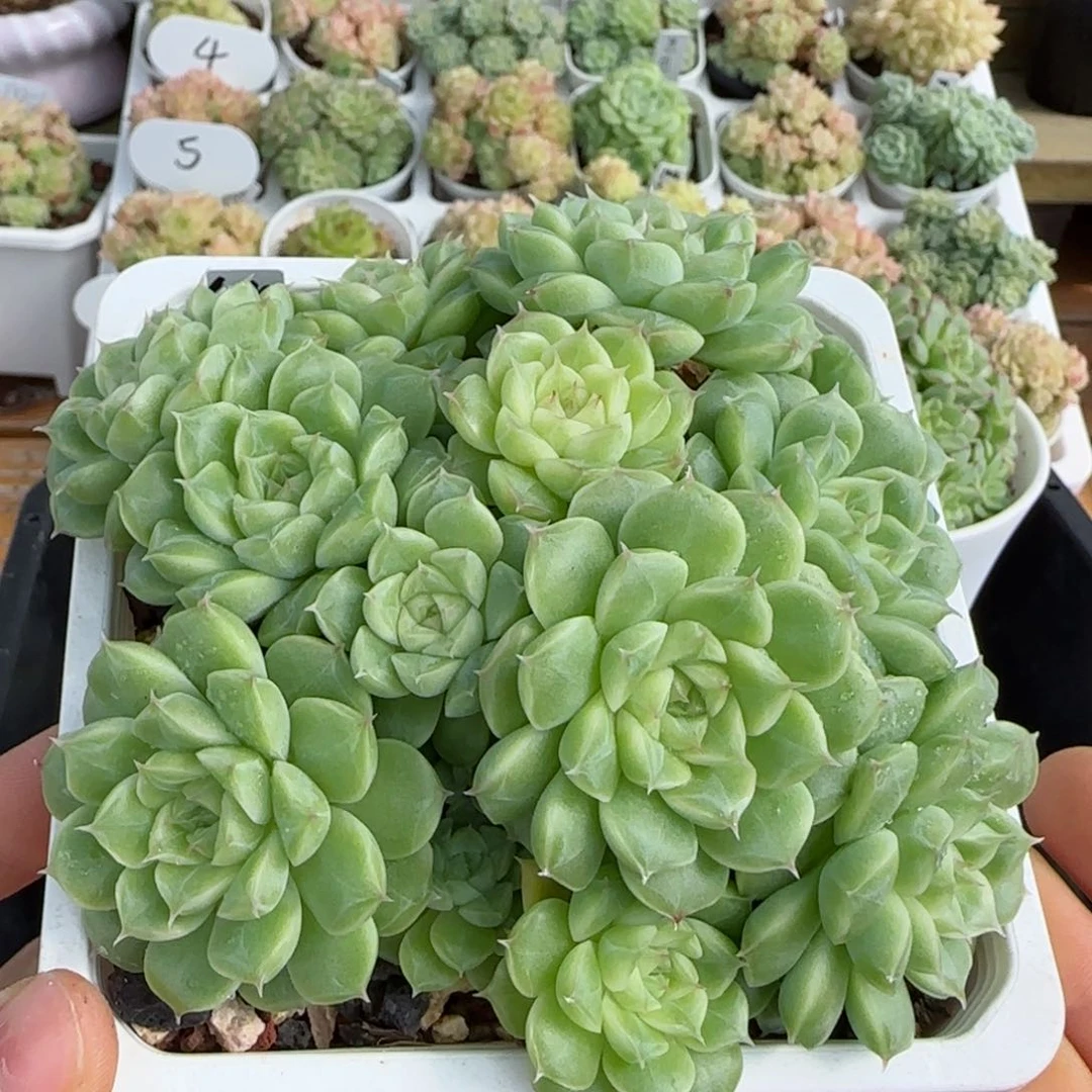 【闪购商品】1025-81母本麦杆