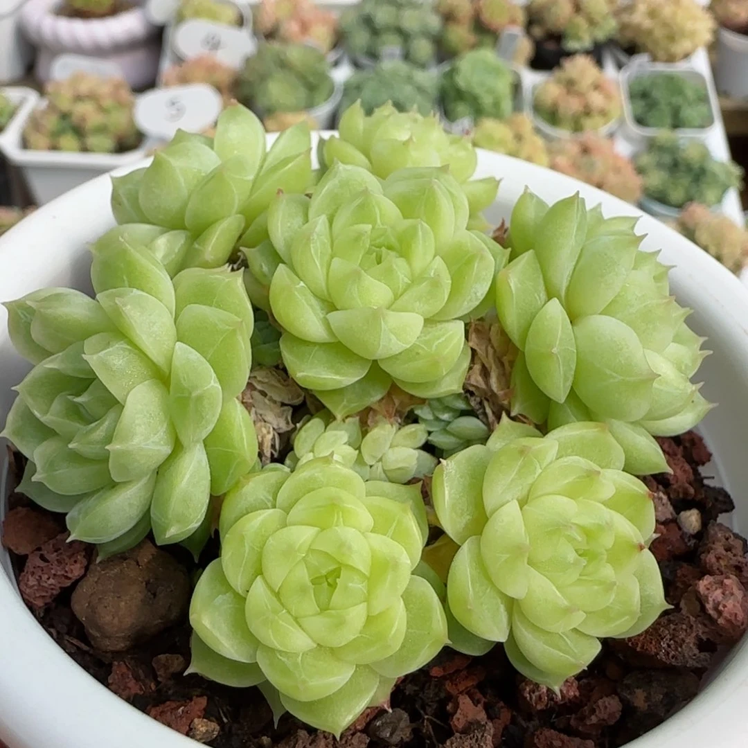 【闪购商品】1023-133包子优选麦杆