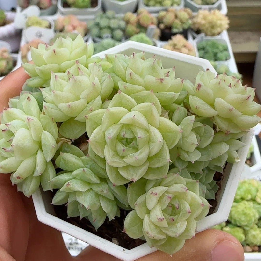 【闪购商品】1022-31优选麦杆