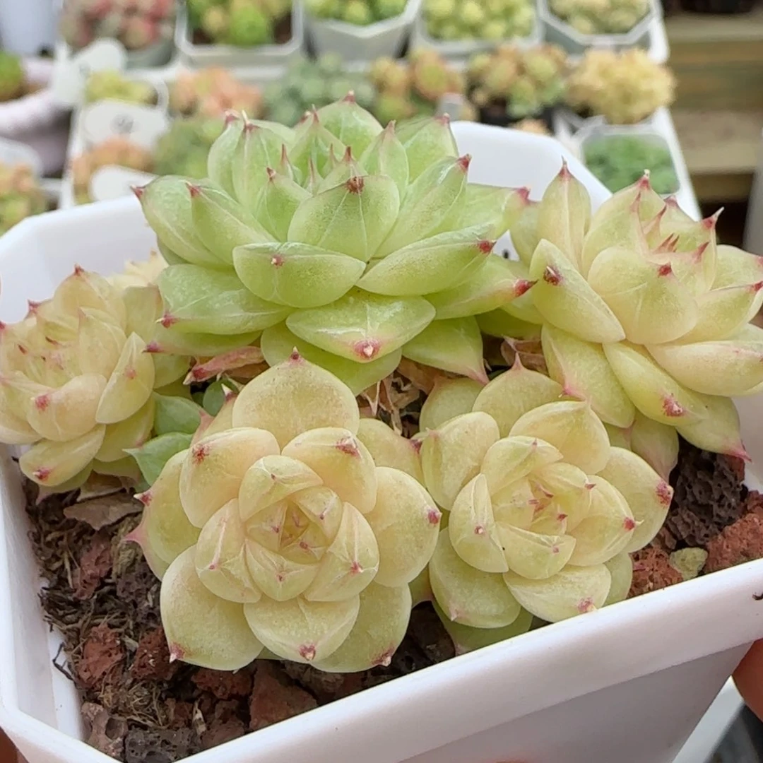 【闪购商品】1022-38玉透麦杆